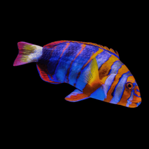 Harlequin Tusk Australian Hog Fish Choerodon Fasciatus