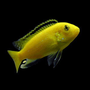 Labidochromis Caeruleus Yellow Malawi African Cichlid Small 2 Inches