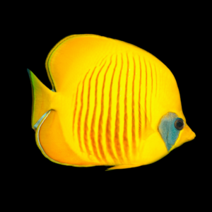 Addis Blue Cheek Butterfly Fish Chaetodon Semilarvatus