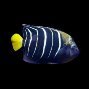 African Angelfish Pomacanthus Chrysurus