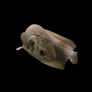 African Arowana Heterotis Niloticus 20cm