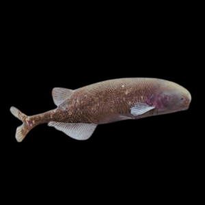 African Baby Whale Fish Marcusenius Brachyistius 6cm