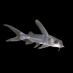 African Big Eyed Aluminium Catfish Chrysichthys Longipinnis 10cm