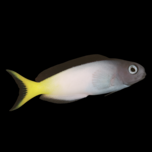 African Blenny Meiacanthus Mossambicus