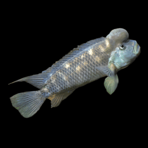 African Blockhead Cichlid Steatocranus Casuarius 5cm