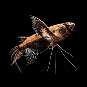 African Butterfly Fish Pantodon Buchholzi 5cm