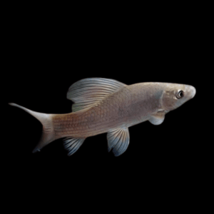 African Carp Shark Labeo Coubie 10cm