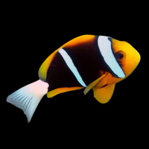 African Clownfish Amphiprion Allardi