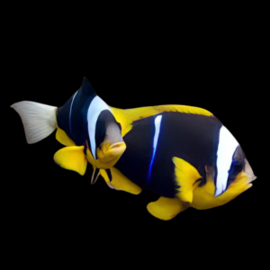 African Clownfish Amphiprion Allardi Pair