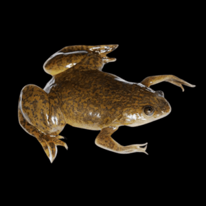 African Dwarf Clawed Frog Xenopus Laevis 3cm
