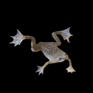 African Dwarf Frog Hymenochirus Boettgeri 3cm