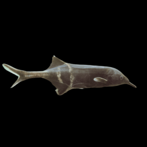 African Elephant Nose Fish Gnathonemus Petersii 10cm