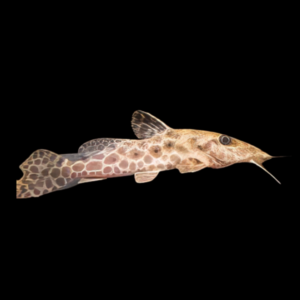 African Giraffe Nosed Catfish Auchenoglanis Occidentalis 8cm