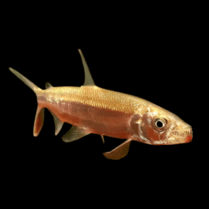 African Goliath Tiger Fish Hydrocynus Goliath