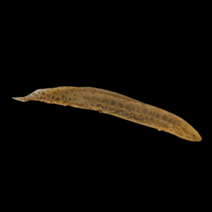 African Lungfish Protopterus Annectens 20cm