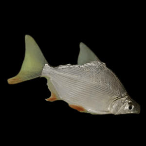 African Moon Fish Citharinus Latus 10cm
