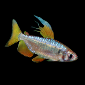 African Rainbow Tetra Alestes Nigropterus 4cm