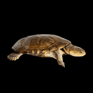 African Side Neck Turtle Pelomedusa Subrufa Juvenile 6cm