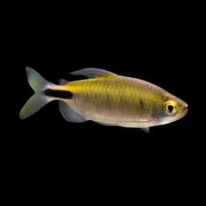 African Tetra Alestes Brycinus Longipinnis 5cm