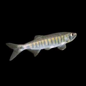 African Trout Minnow Raimas Senegalensis 10cm