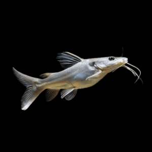 African Wide Head Catfish Clarotes Laticeps 20cm