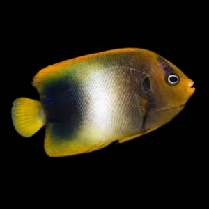 Africanus Angelfish Holacanthus Africanus
