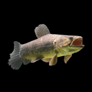 Aimara Wolf Fish Hoplias Aimara 15cm