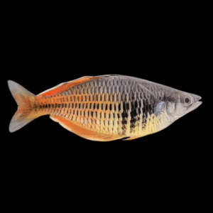 Ajamura Lakes Rainbow Fish Melanotaenia Ajamaruensis 5cm