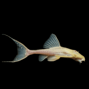 Albino Adonis Pleco Acanthicus Adonis
