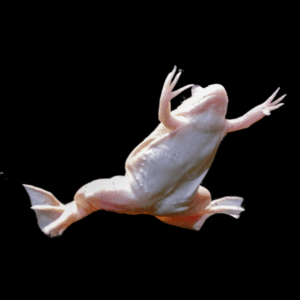 Albino African Dwarf Clawed Frog Xenopus Laevis 3cm