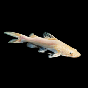 Albino Asian Red Tailed Catfish Hemibagrus Wyckioides 5cm