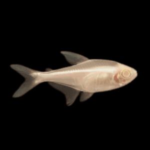 Albino Black Neon Tetra Hyphessobrycon Herbertaxelrodi 2cm