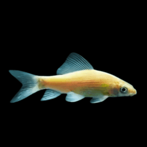 Albino Black Shark Morulius Chrysophekadion 5cm