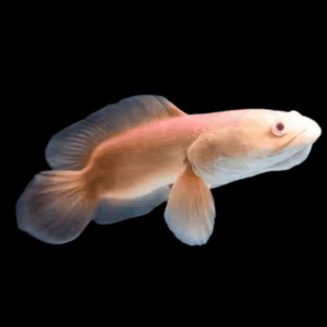 Giant Red Snakehead Albino Channa Micropeltes 10cm