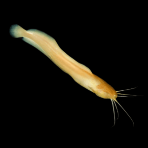 Albino Clarias Angolensis 5cm