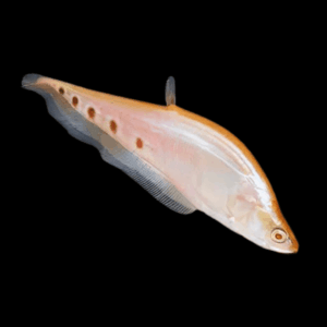 Albino Clown Knife Fish Notopterus Chitala 15cm
