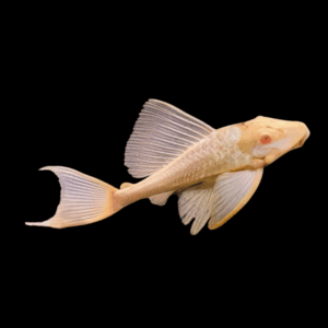 Albino Common Pleco Hypostomus Plectostomus 5cm