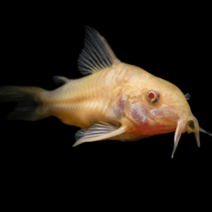 Albino Corydoras Aeneus 3cm Catfish
