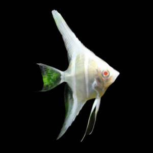 Albino Dantum Angelfish Pterophyllum Scalare - 5cm
