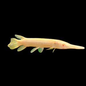 Albino Florida Spotted Gar Lepisosteus Platyrhincus 10cm