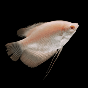 Albino Giant Gourami Osphronemus Goramy 6cm