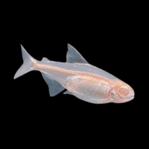 Albino Glowlight Tetra Hemigrammus Erythrozonus 2cm