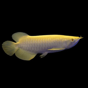 Albino Golden Crossback Arowana Scleropages Formosus 20cm