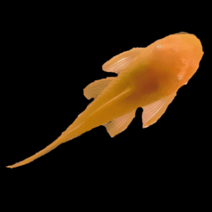 Green Dragon Albino Bristlenose Pleco Ancistrus