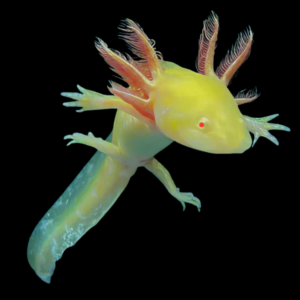 Albino Golden Red Eye Axolotl Ambystoma Mexicanum