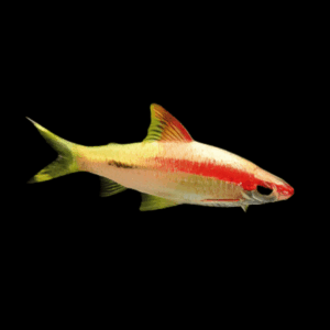 Albino Golden Red Line Torpedo Denison Barb Puntius Denisonii 5cm