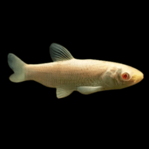 Albino Grass Carp Ctenopharyngodon Idella