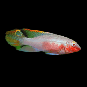 Albino Kribensis Cichlid Pelvicachromis Pulcher 4cm
