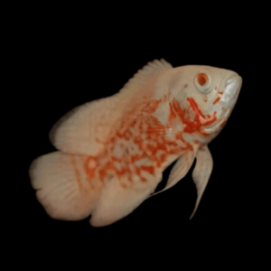 Albino Leopard Oscar Astronotus Ocellatus