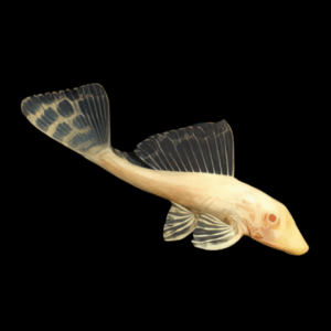 Albino Leopard Sail Fin Pleco Pterygoplichthys Gibbiceps